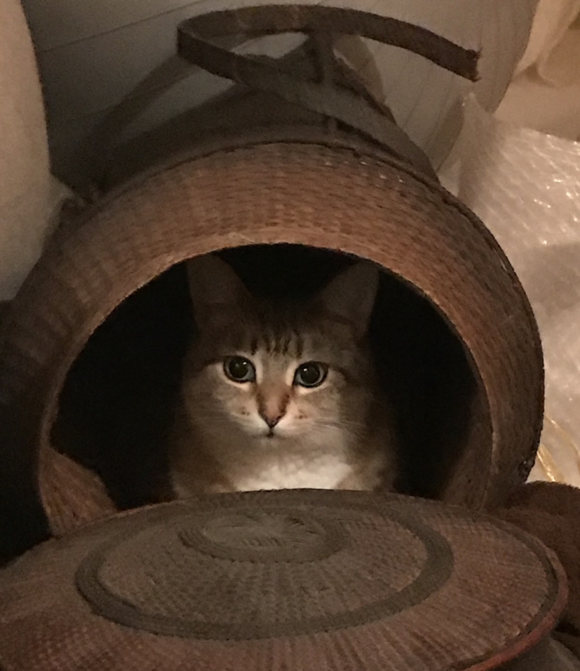 willow