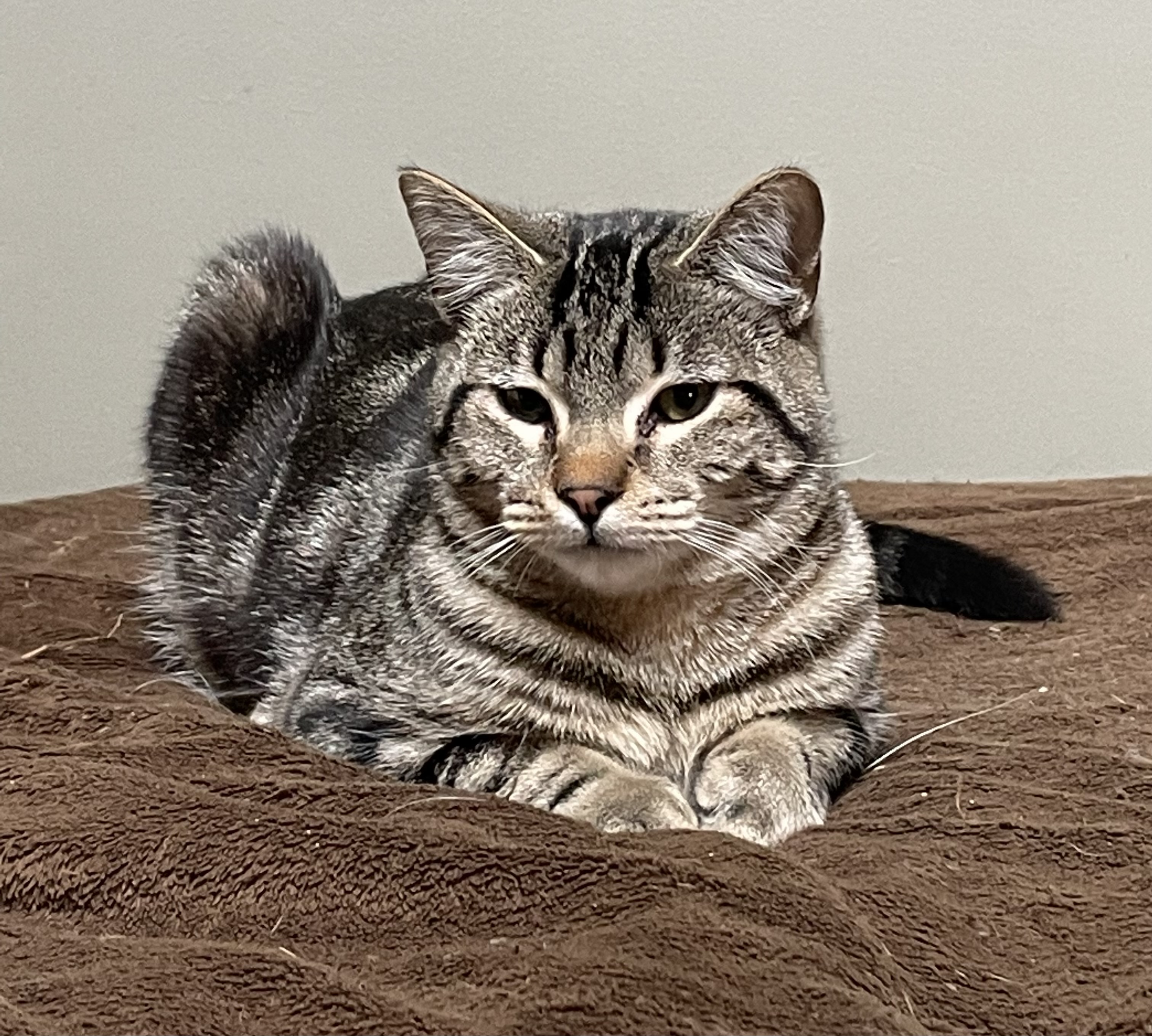 Owen