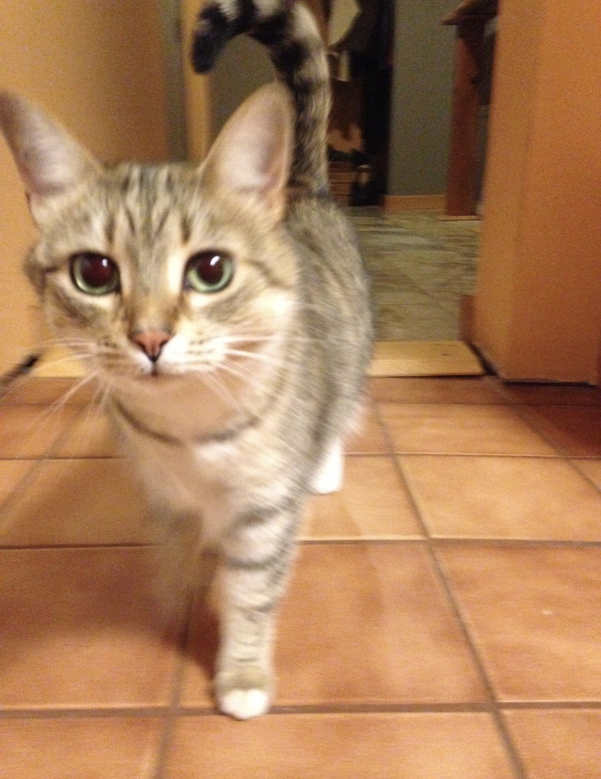 willow