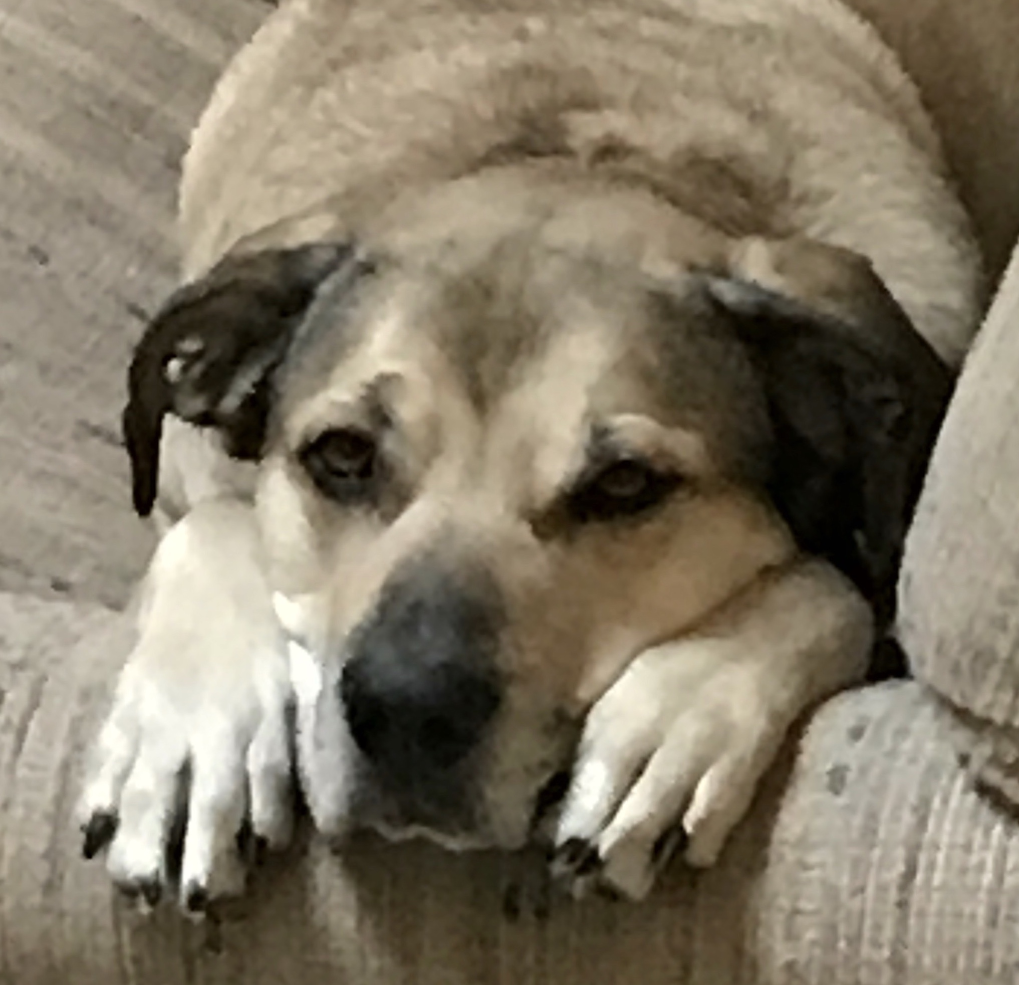 Boz