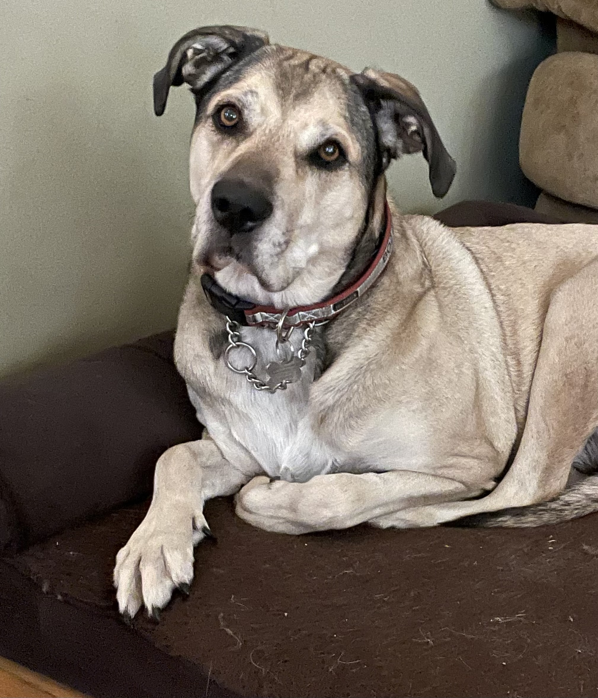 Boz