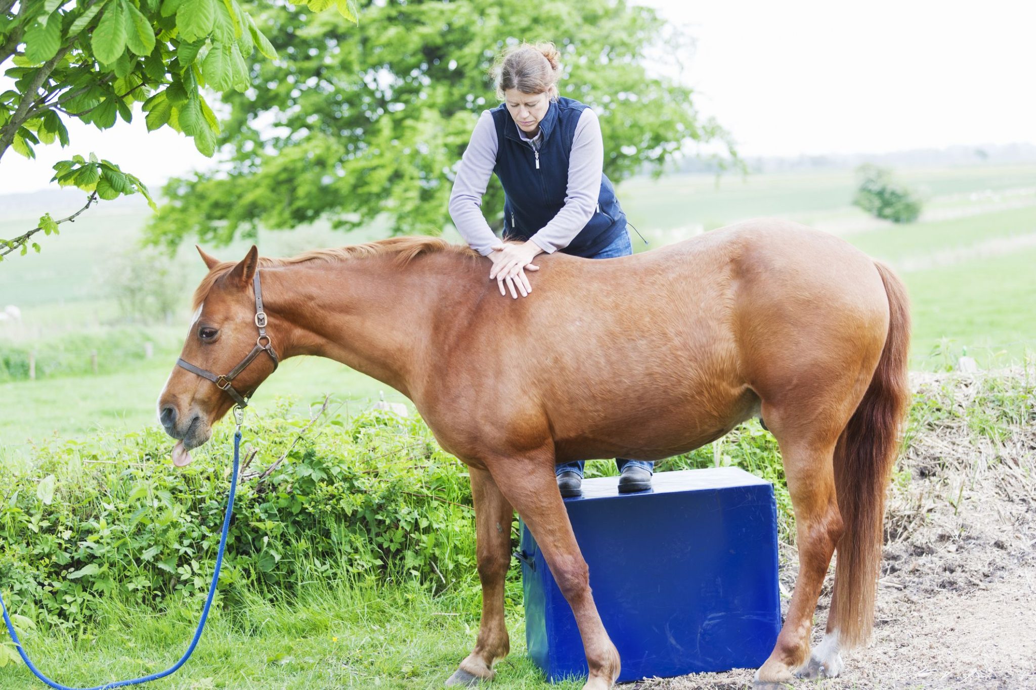 Our Veterinary Chiropractors