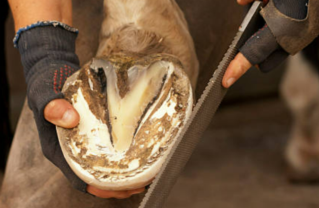 Farrier Care