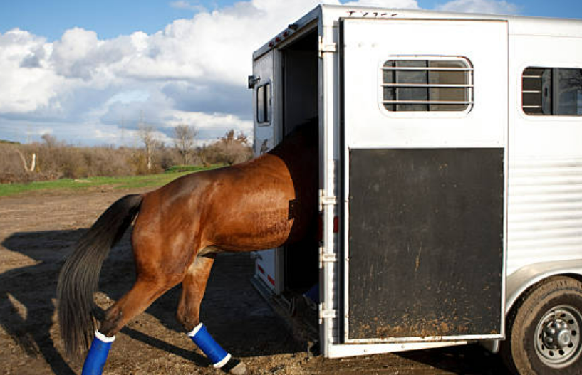 Bail and Transport